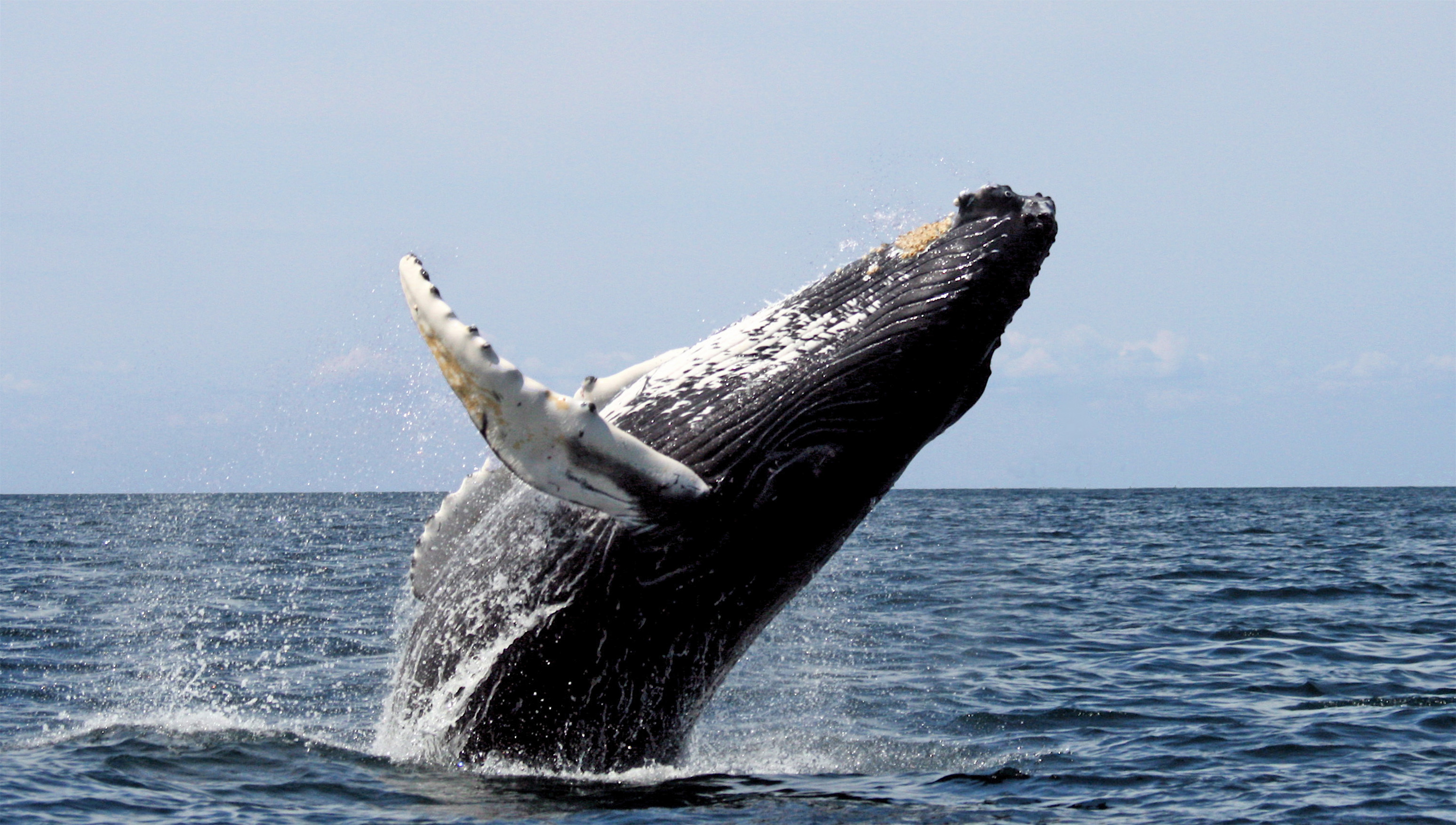 whale watching binoculars