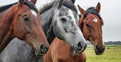mcdonald's horses