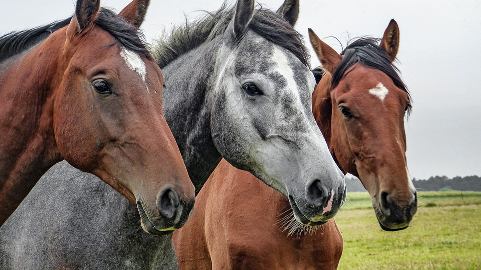 mcdonald's horses