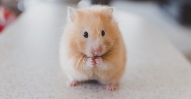 crypto hamster