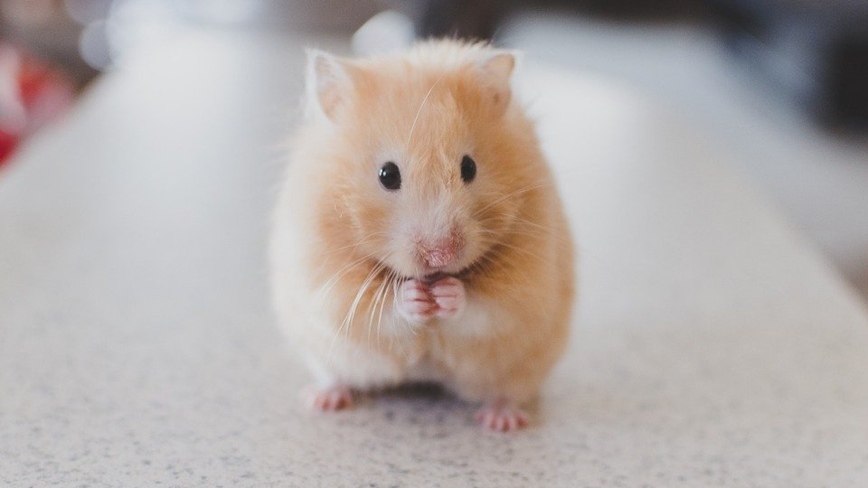 crypto hamster