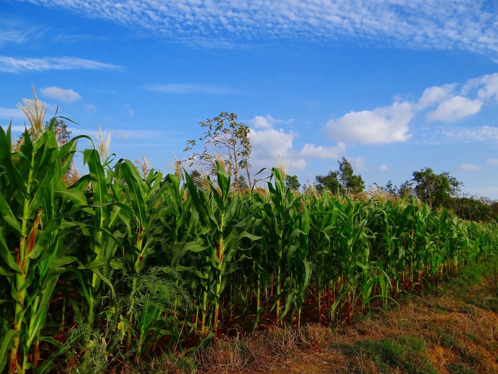 farmland corn crops