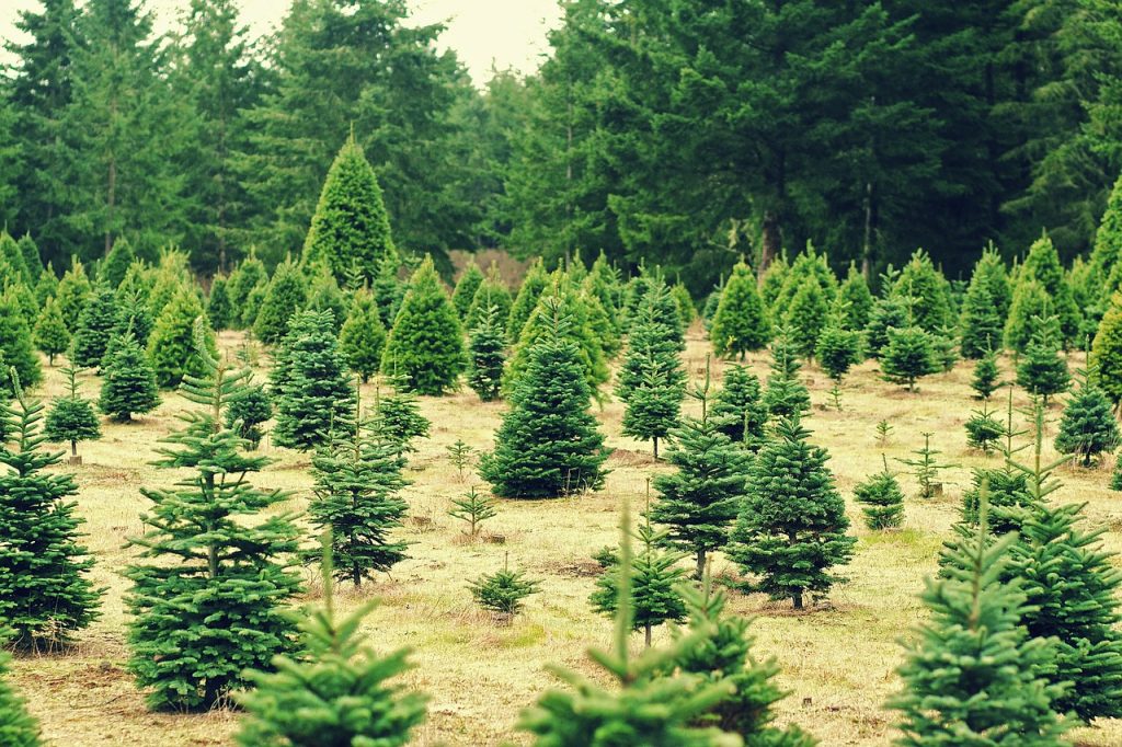 Christmas tree rental 