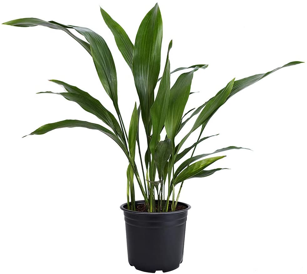 indoor plant