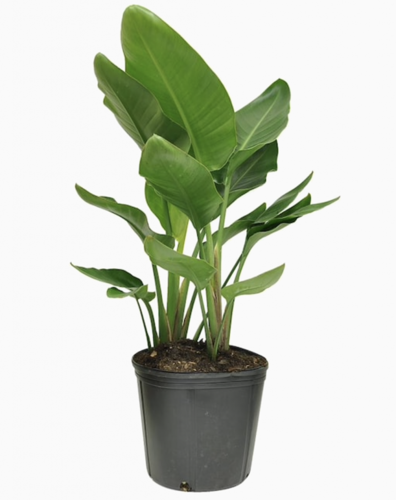 indoor plant