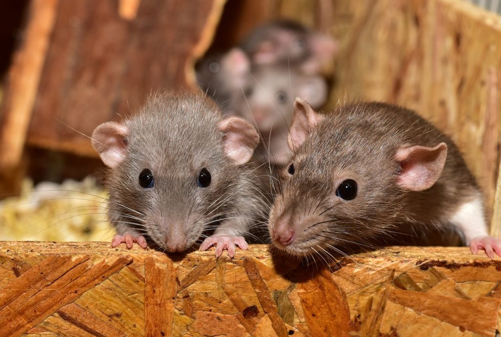 Could Oreo Cookies Solve New York's Rat Problem? - The New York Times