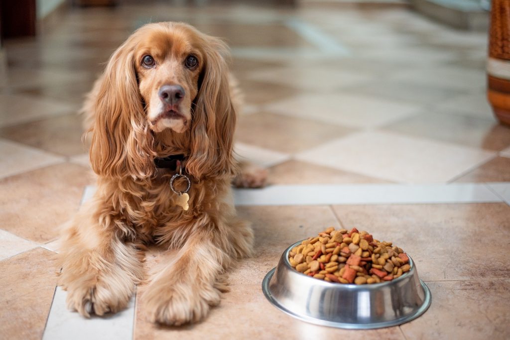 pet food recall