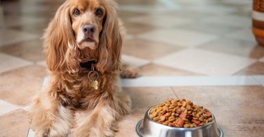 pet food recall