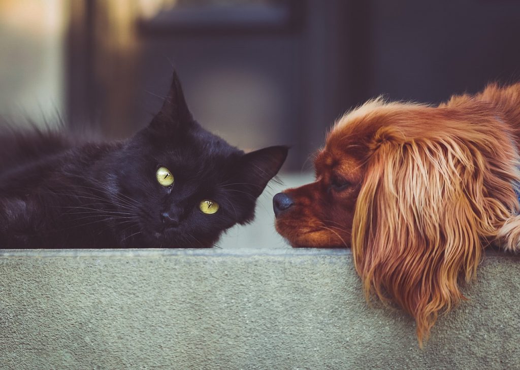 pet insurance