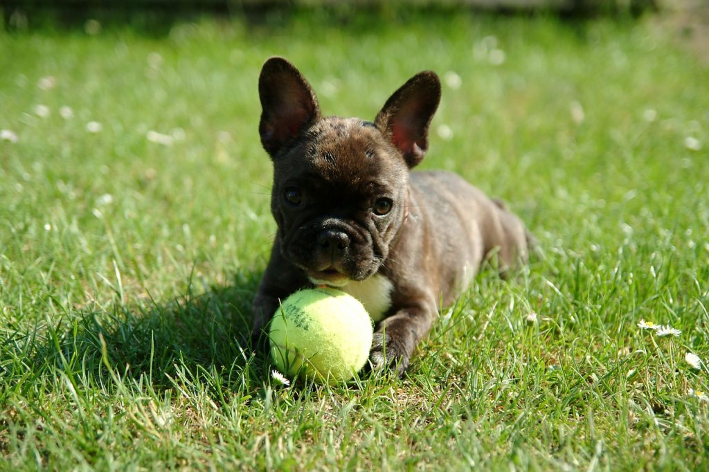 french bulldog