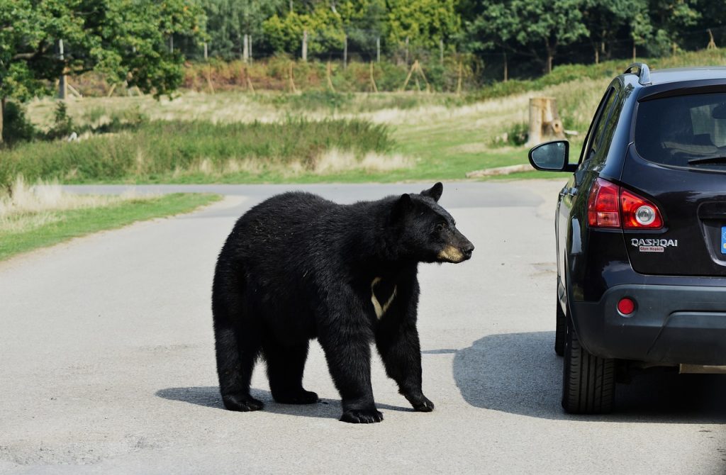 black bear