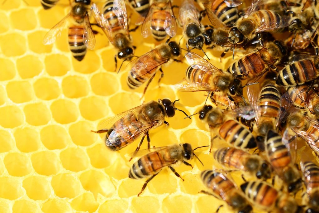 bees stolen giant
