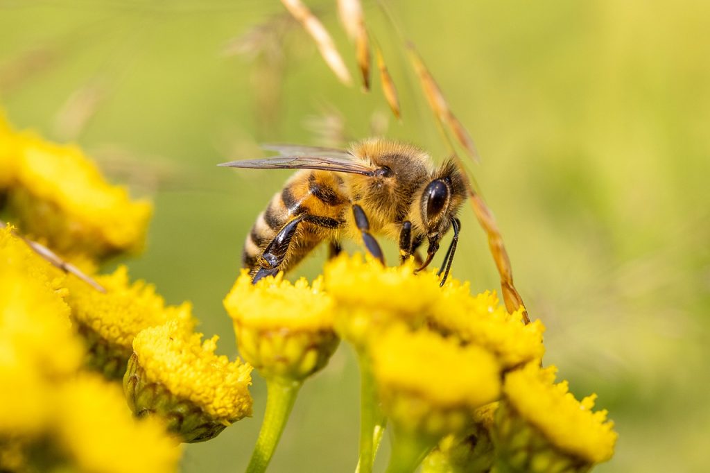 bumblebees honeybees