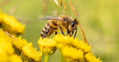 bumblebees honeybees