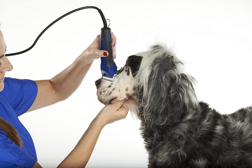 groom your dog