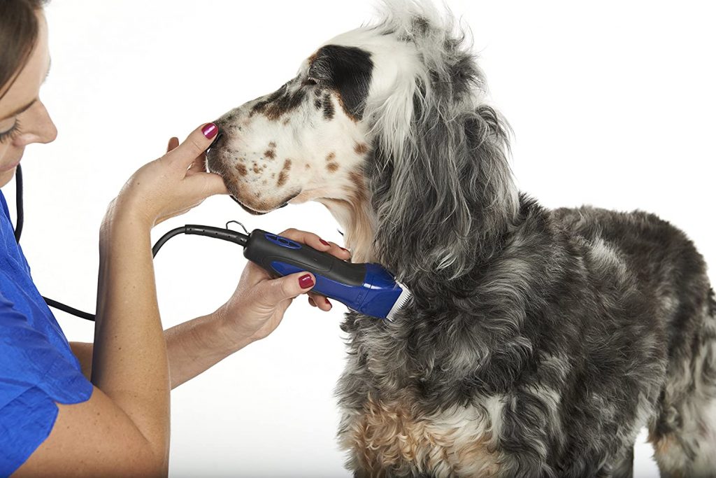 groom your dog