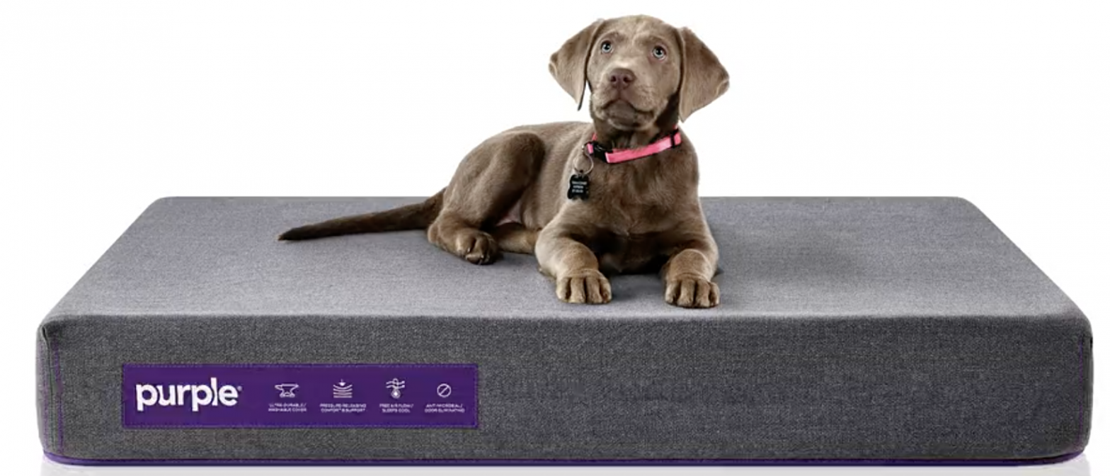 The Best Dog Beds To Get For Your Canine Companions