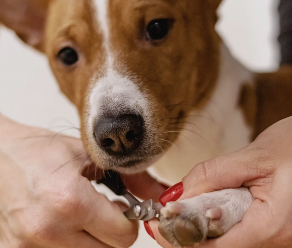 groom your dog