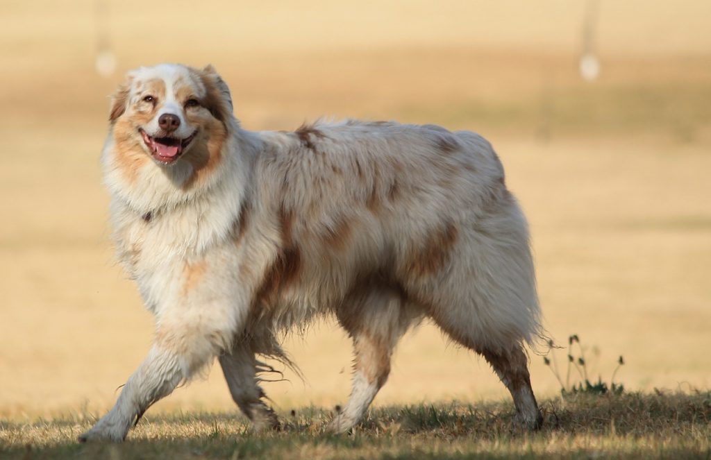 groom your dog