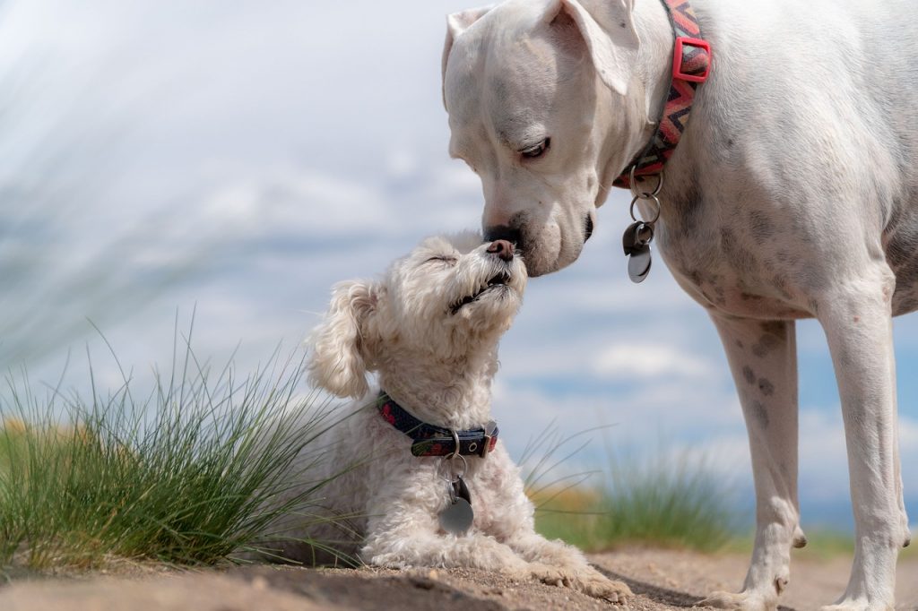 groom your dog