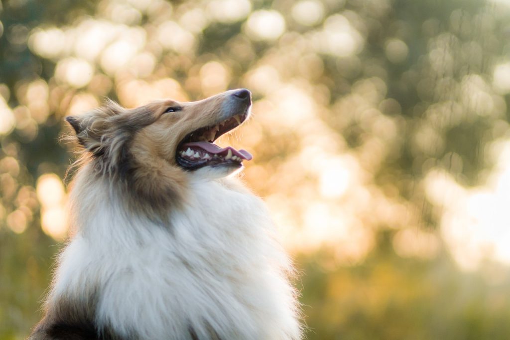 groom your dog