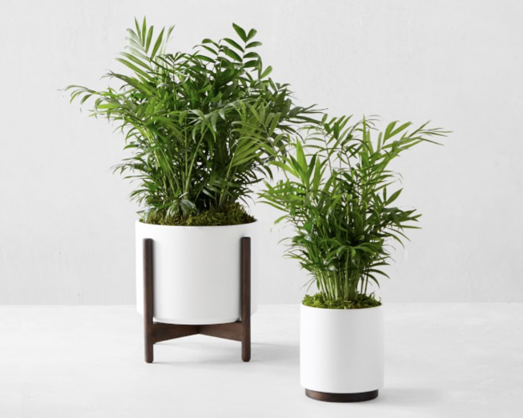 air-purifying plants