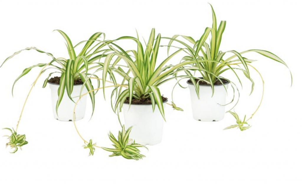 air-purifying plants