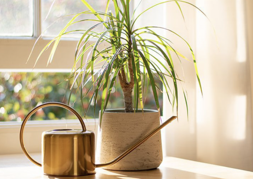 air-purifying plants