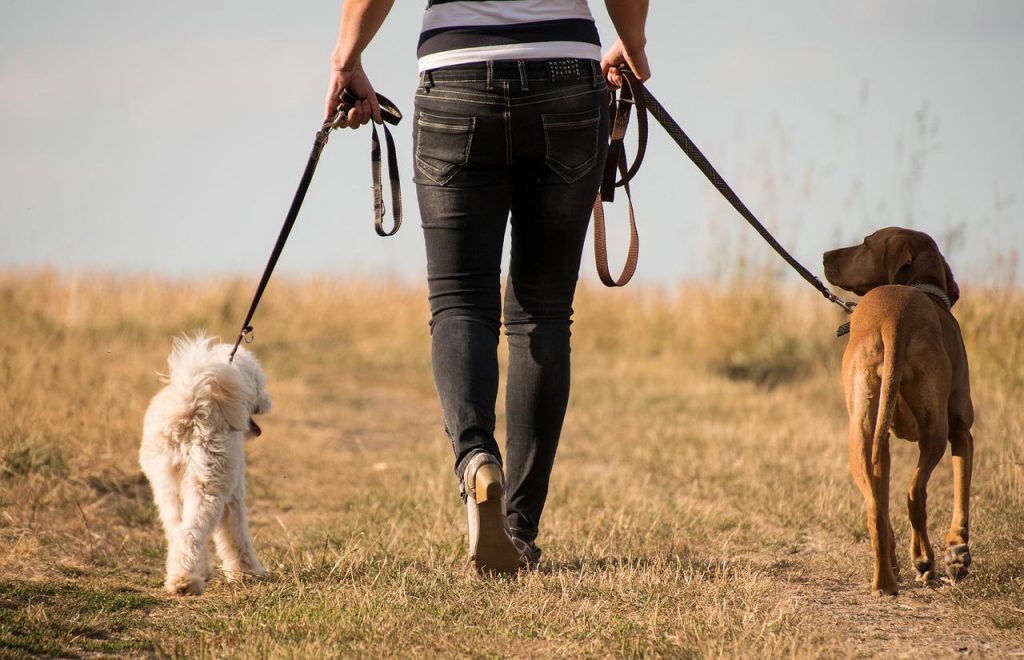 dog walkers