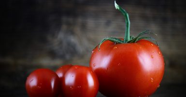 world's largest tomato