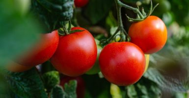 tomato shortage san marzano