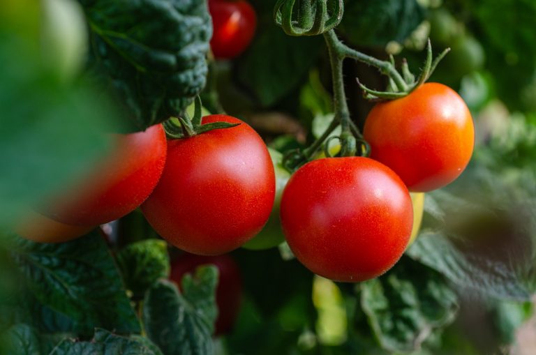 Guinness World Record Holder Outdid Himself With His Largest Tomato Yet