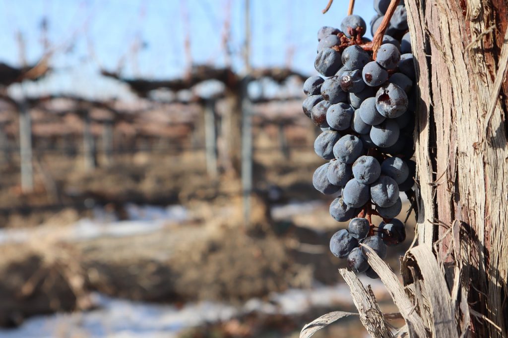 vineyards