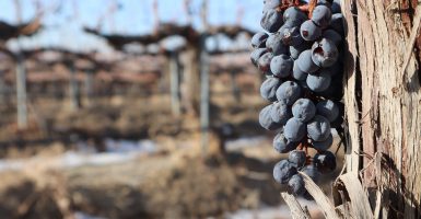 california vineyards