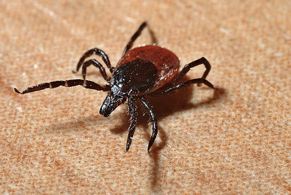 ticks spreading new diseases