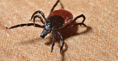 ticks spreading new diseases