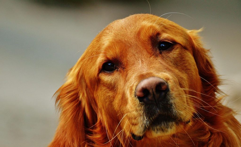 dog dementia comfort dogs