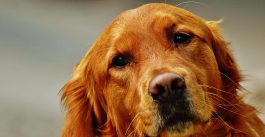 dog dementia comfort dogs