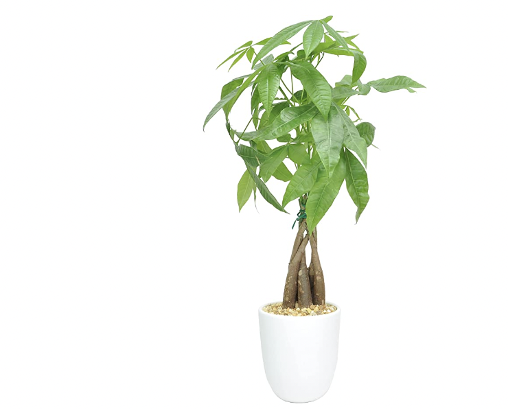 best air purifying plants