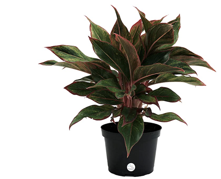 best air purifying plants