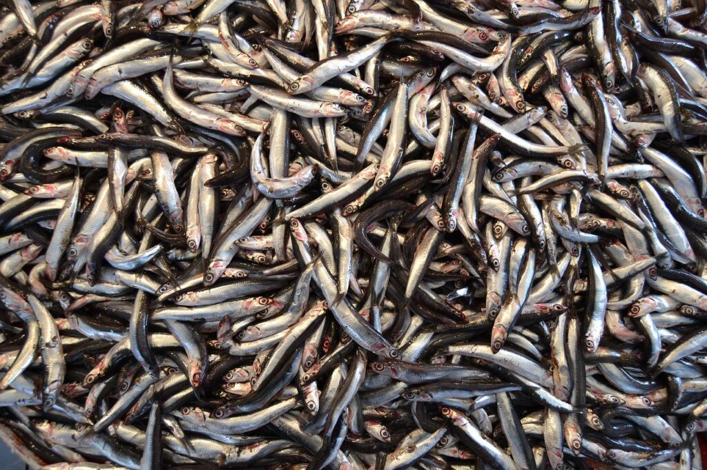 anchovies California