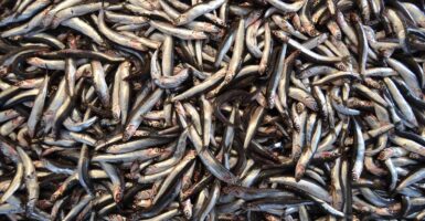 anchovies California