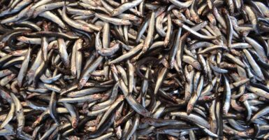 anchovies California