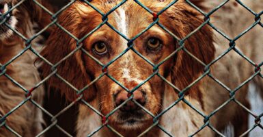 animal shelters