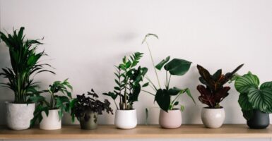 best air purifying plants