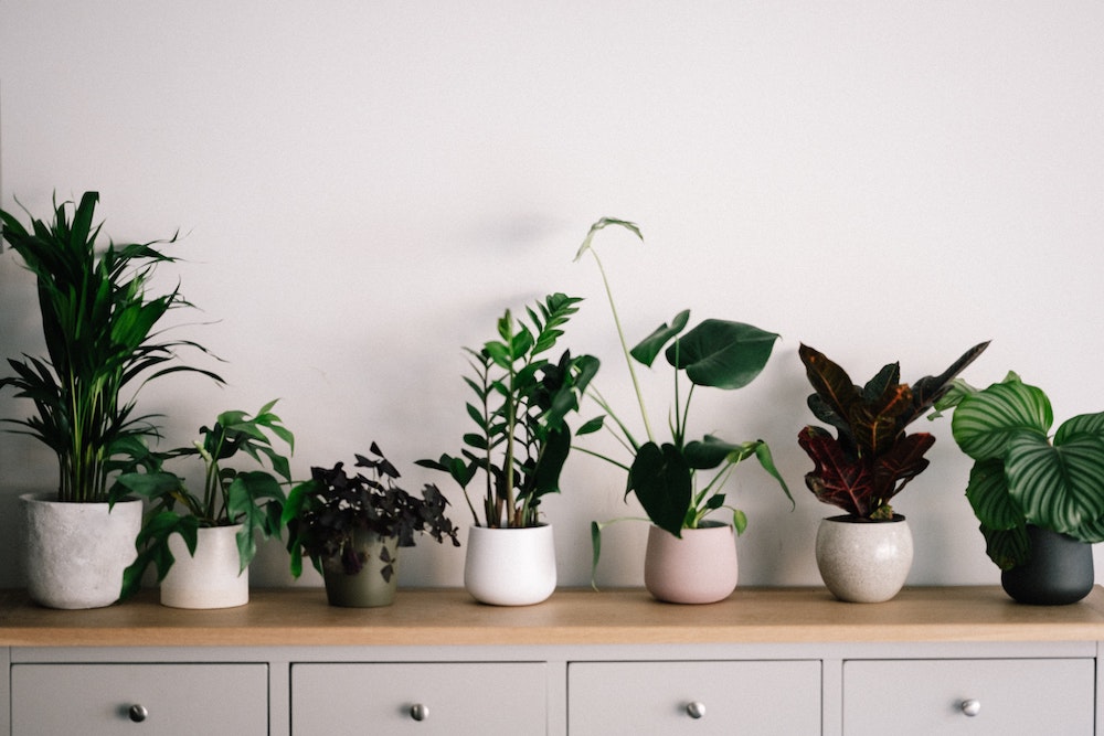 best air purifying plants