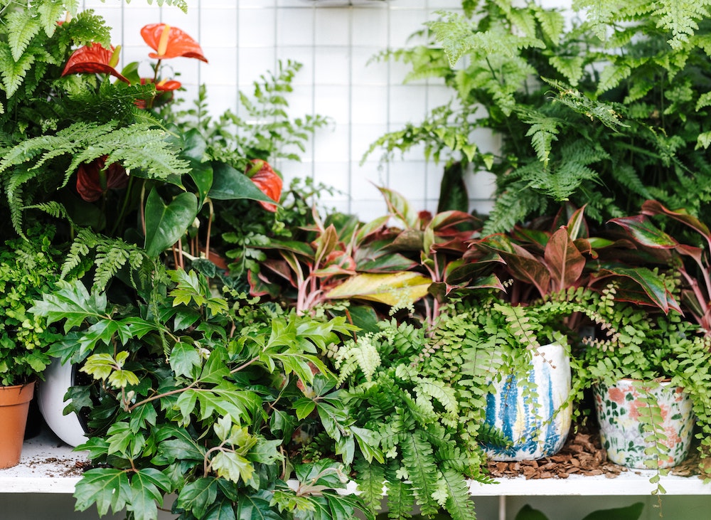 best air purifying plants