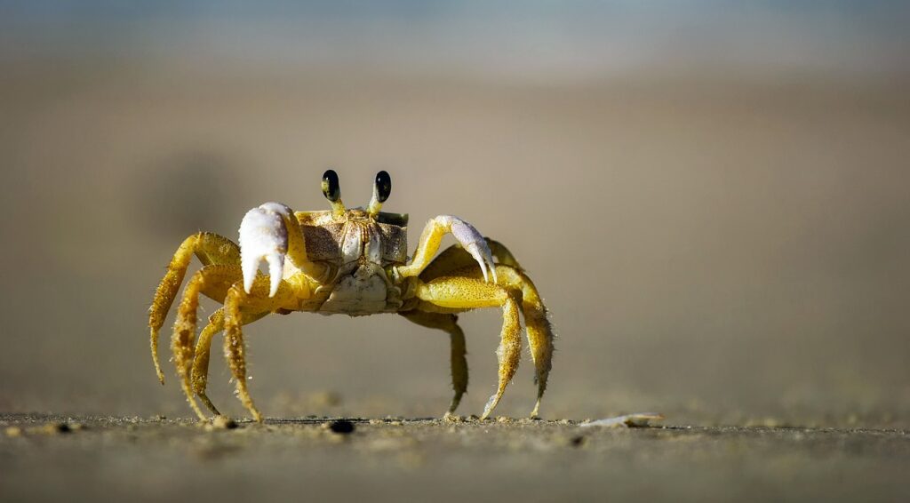 crab-powered cars crabs whiskey