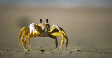 crab-powered cars crabs whiskey