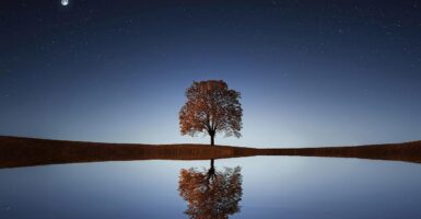 manchineel tree climate change